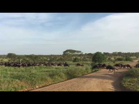 Latest #HerdTracker update: Great Wildebeest Migration heading towards the Western Corridor