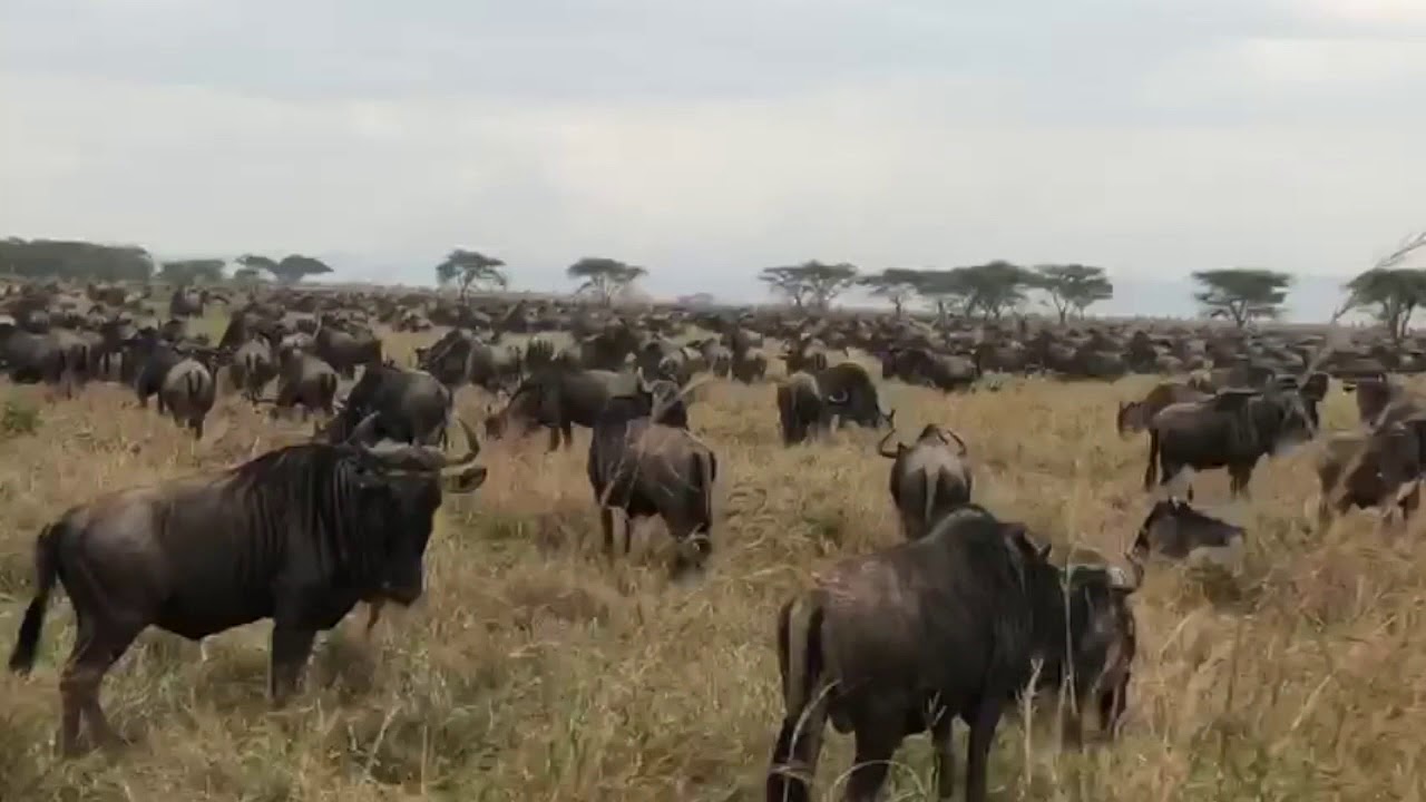 Great migration in the Musabi Plains heading towards the Grumeti Reserve
