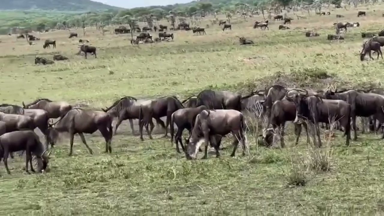 Wildebeest herd sighted in the central Serengeti