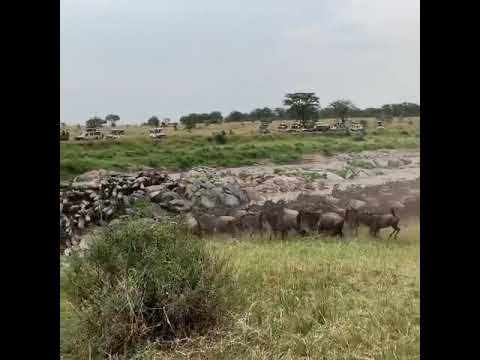 Latest #HerdTracker update: August is your best month to see the dramatic Mara River crossings