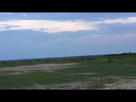 Wildebeest start their Great Migration to the northern Serengeti