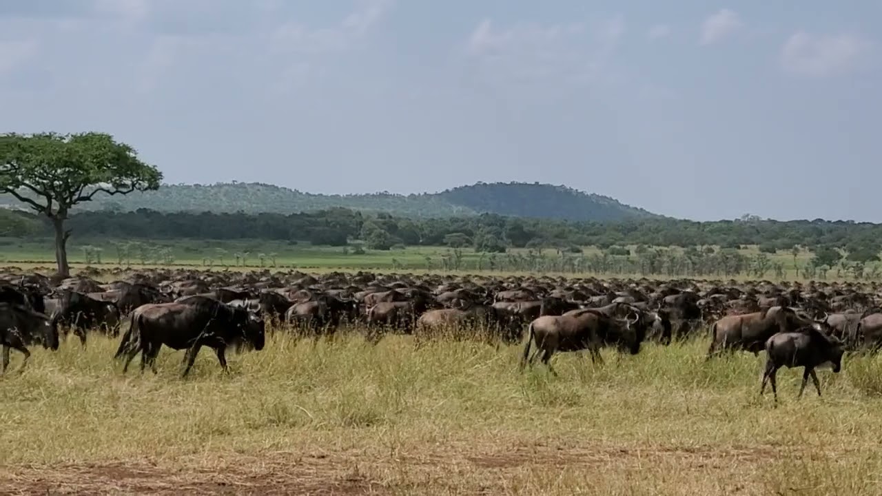 Migration Spotted in the Western Corridor - July 2022