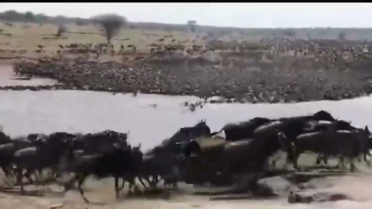 Biggest megaherd of 2023 crosses the Mara river!