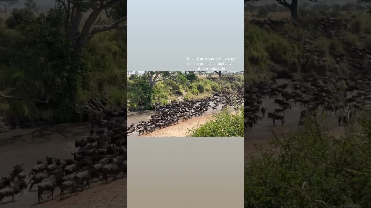 Wildebeest crossing the Grumeti River