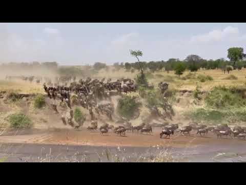 Another dramatic Mara river crossing at no 3!