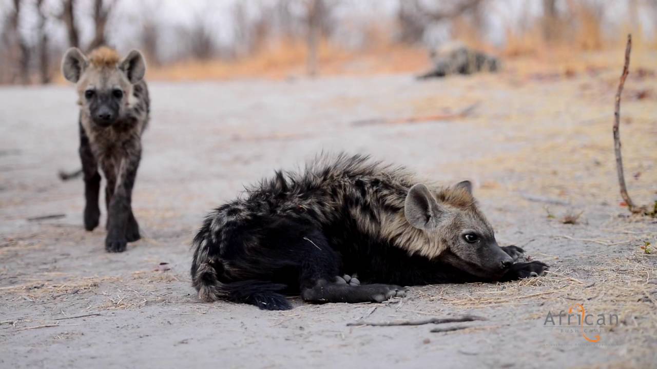 Khwai Tented Camp, Okavango Delta, Botswana