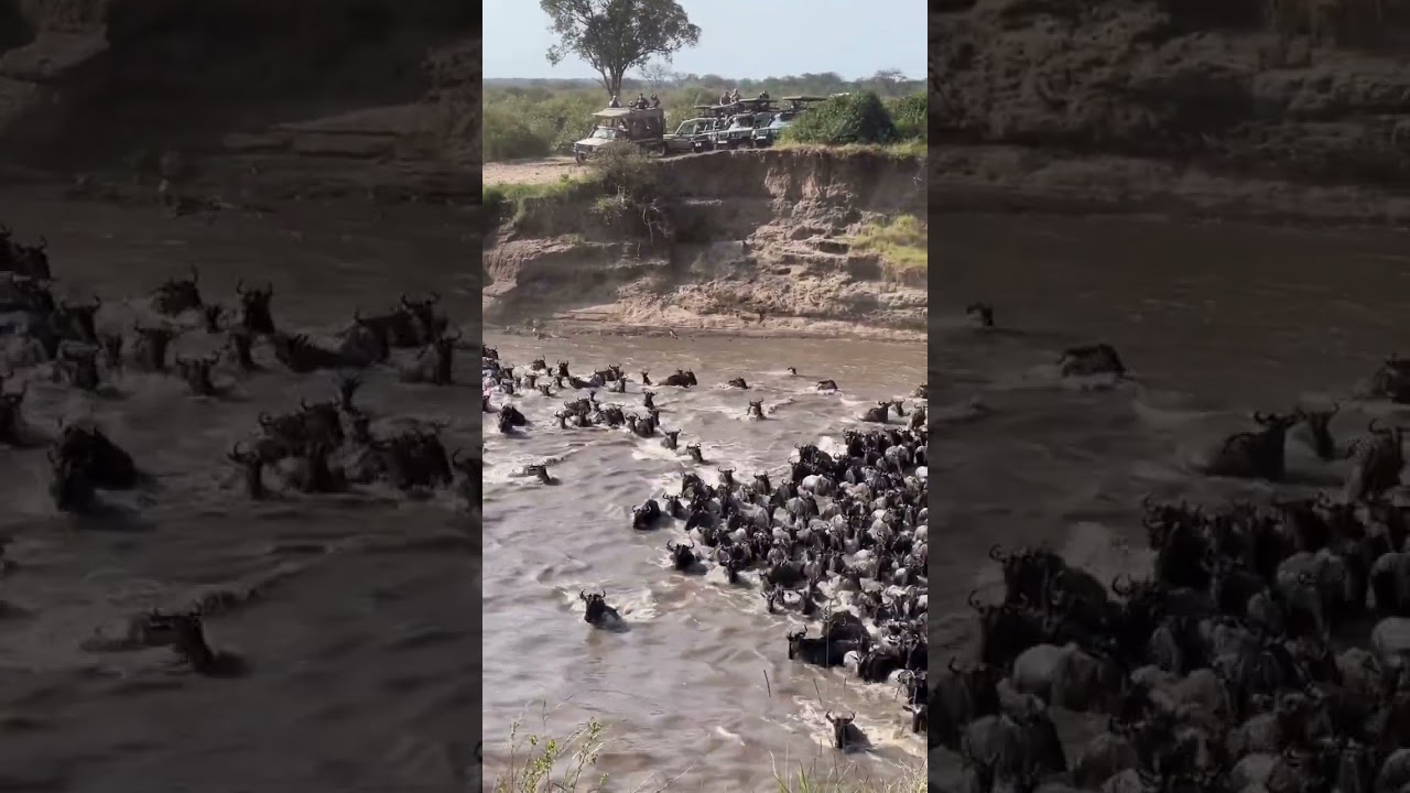 Large wildebeest herd spotted attempting crossing number 4!