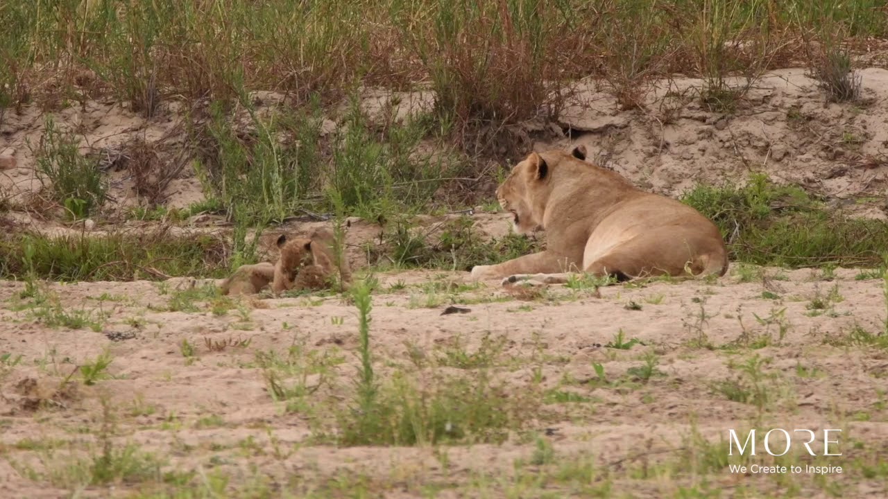 The New Genration, Lion Cubs Of Lion Sands Game Reserve