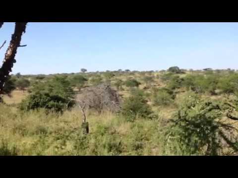 HerdTracker Africa Migration Update Elewana's Migration Camp 15 July 2015