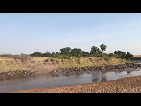 The Wildebeest herds seen crossing the Sand River into the Mara