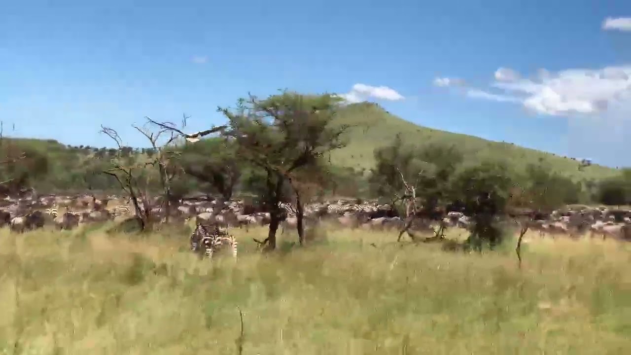 Herd of wildebeest and other herbivores spotted near Retima Bridge in Central Serengeti
