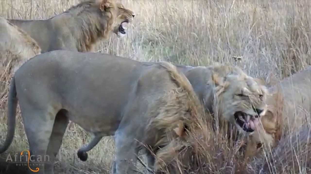 Young lion coalition at Khwai Tented Camp, Botswana