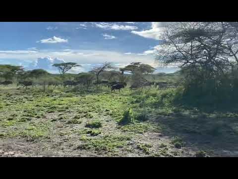 Latest #HerdTracker update: Great migration running through the Ndutu plains