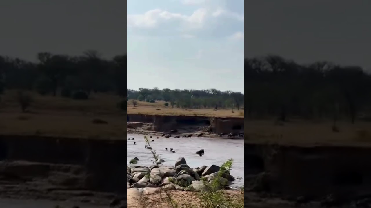 Wildebeest herds crossing at point n.7 on the Mara River!