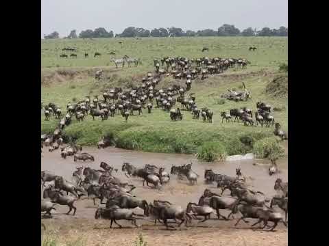 Latest #HerdTracker update: Thousands of wildebeest and zebra relaxing at Sand River in Kenya