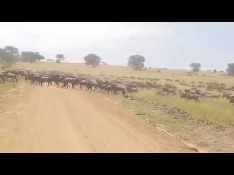 Megaherd moving towards the Mara river!