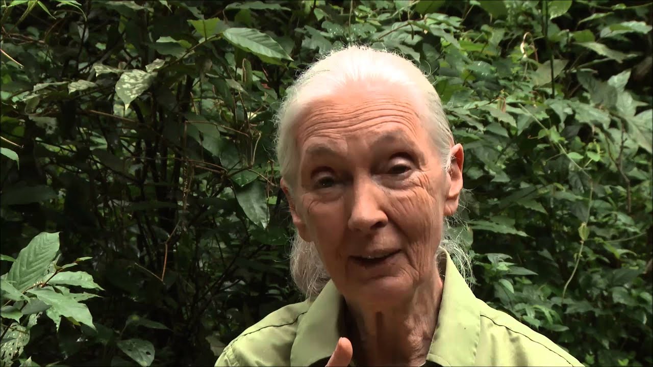 Dr. Goodall Encourages Young People to Join Roots & Shoots