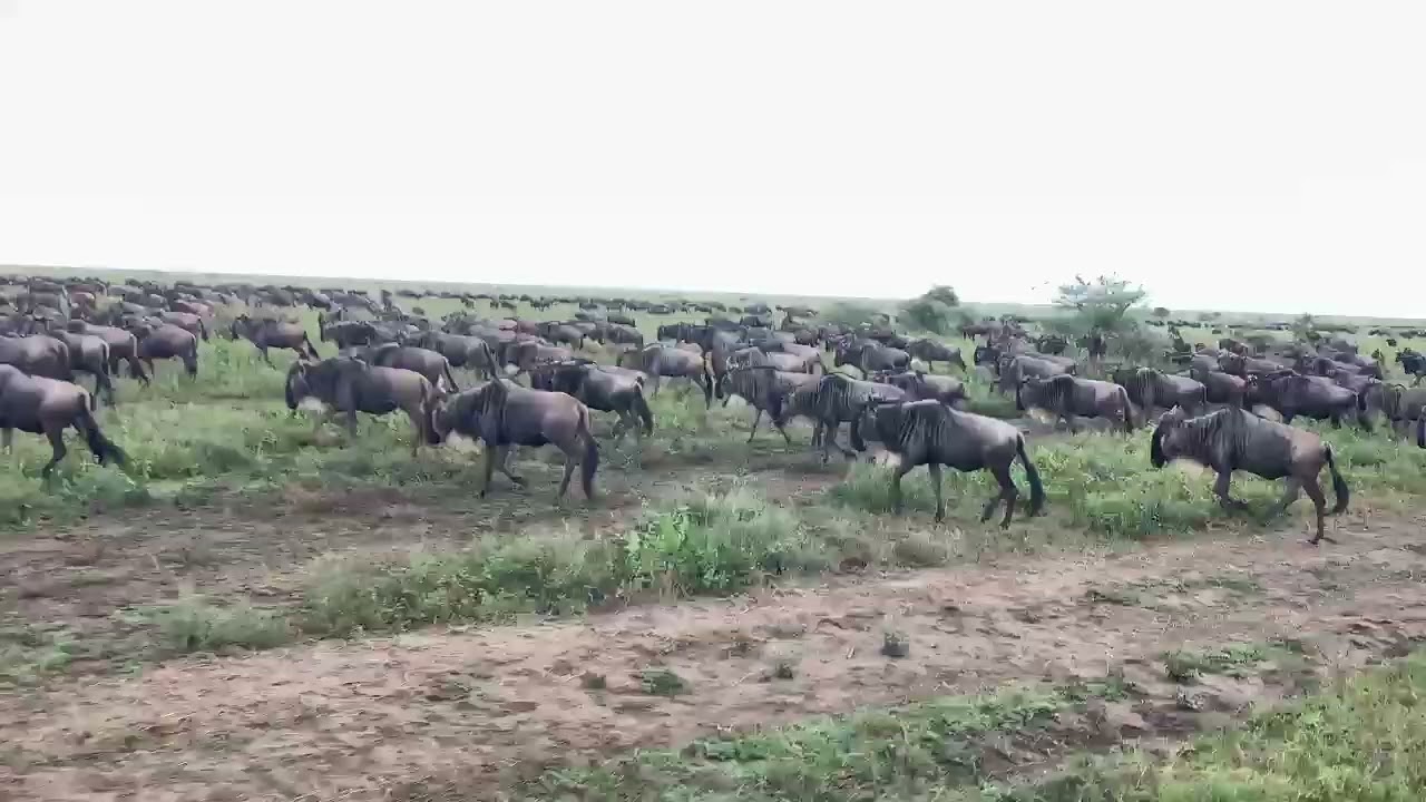 Wildebeest herd spotted between southern Ndutu and Serengeti