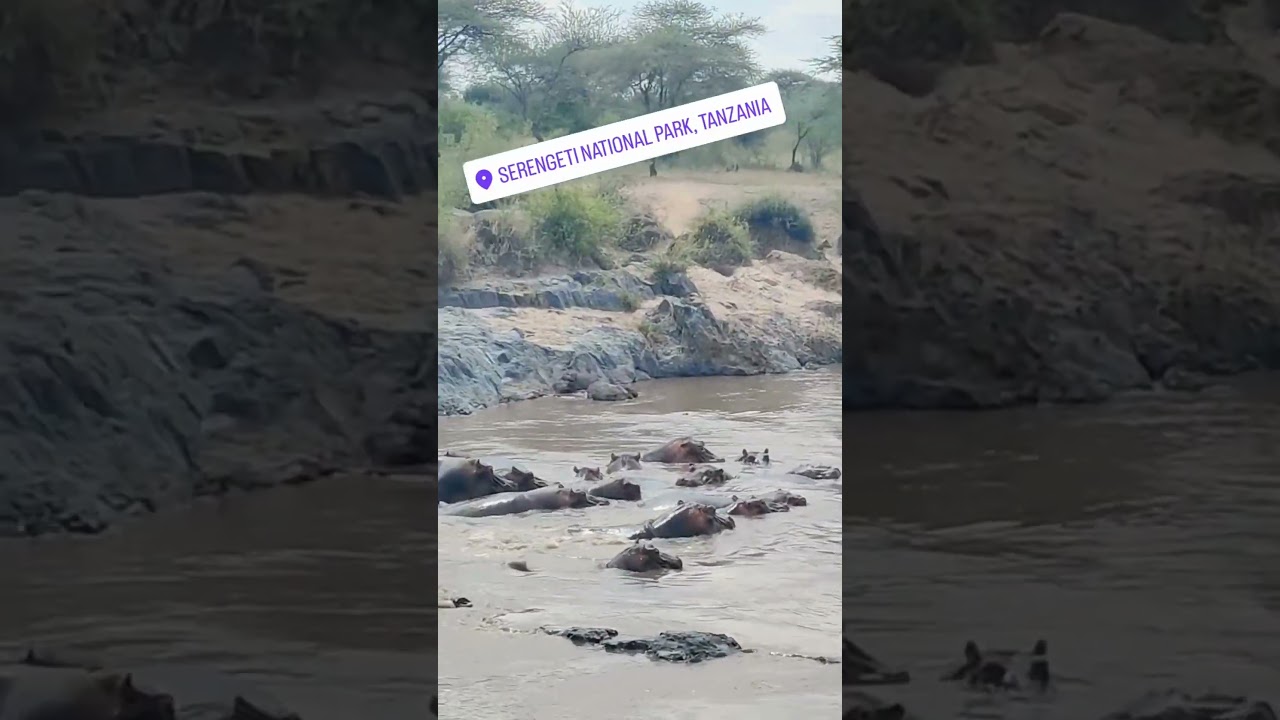 Wildebeest herd spotted during a river crossing near Robanda!