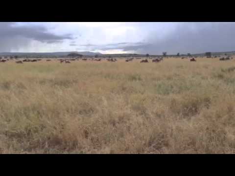 The wildebeest migration close to Lemala Ewanjan Part Two - (21 March 2016)
