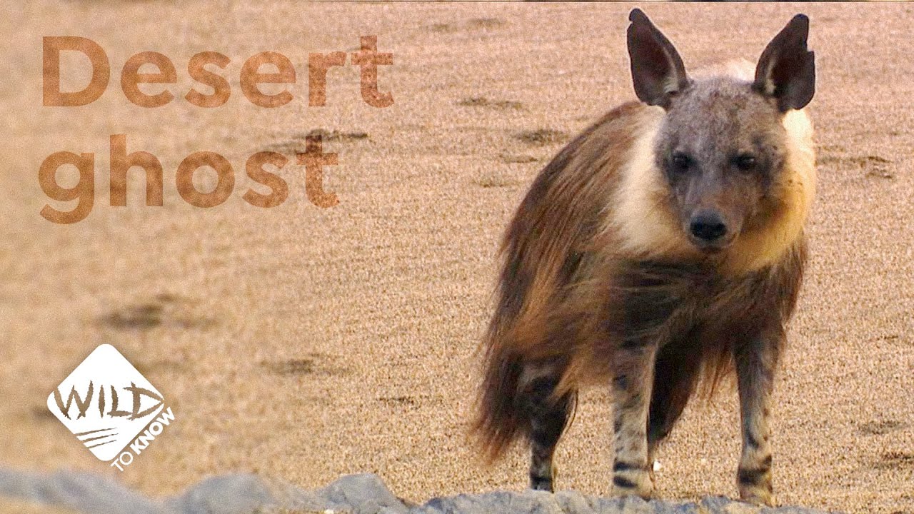 Namibia's Strandwolves Are Disappearing | Wild to Know