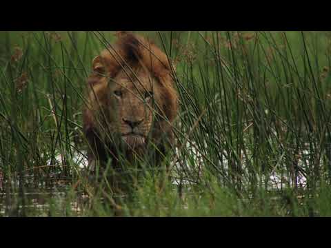 Nostalgic Botswana - Great Plains Conservation