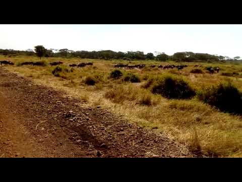 Wildebeest migration in the Nyasiroli, Grumeti bridge