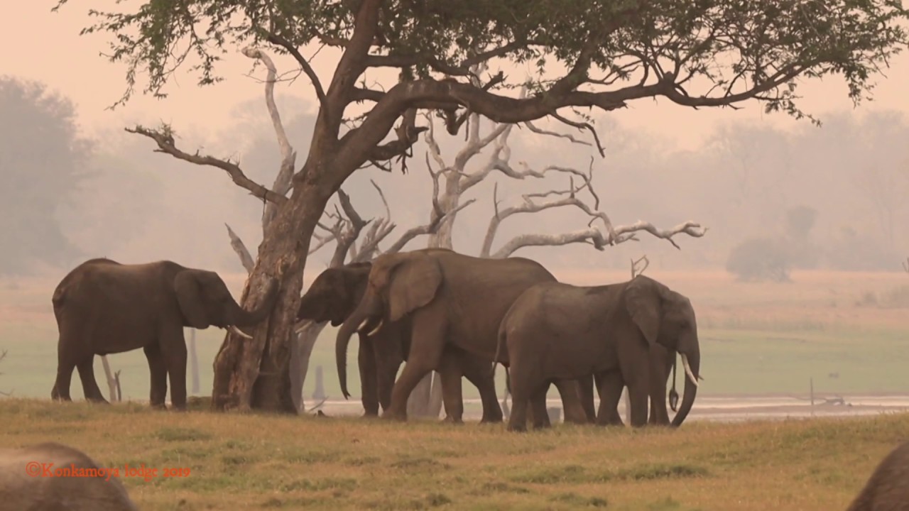 Elephants at Konkamoya