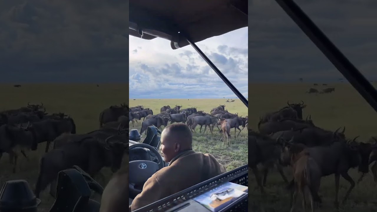 Wildebeest Herd Spotted on Game Drive in Central Serengeti
