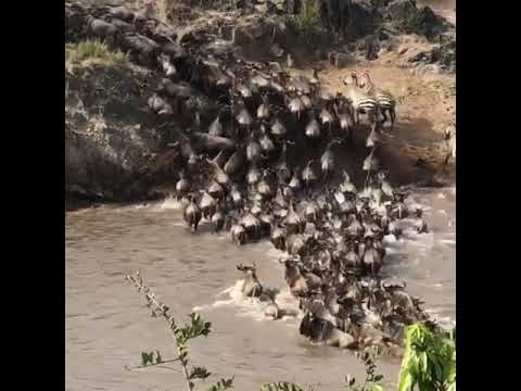 Wildebeest crossing the Mara River on the Maasai Mara Plains