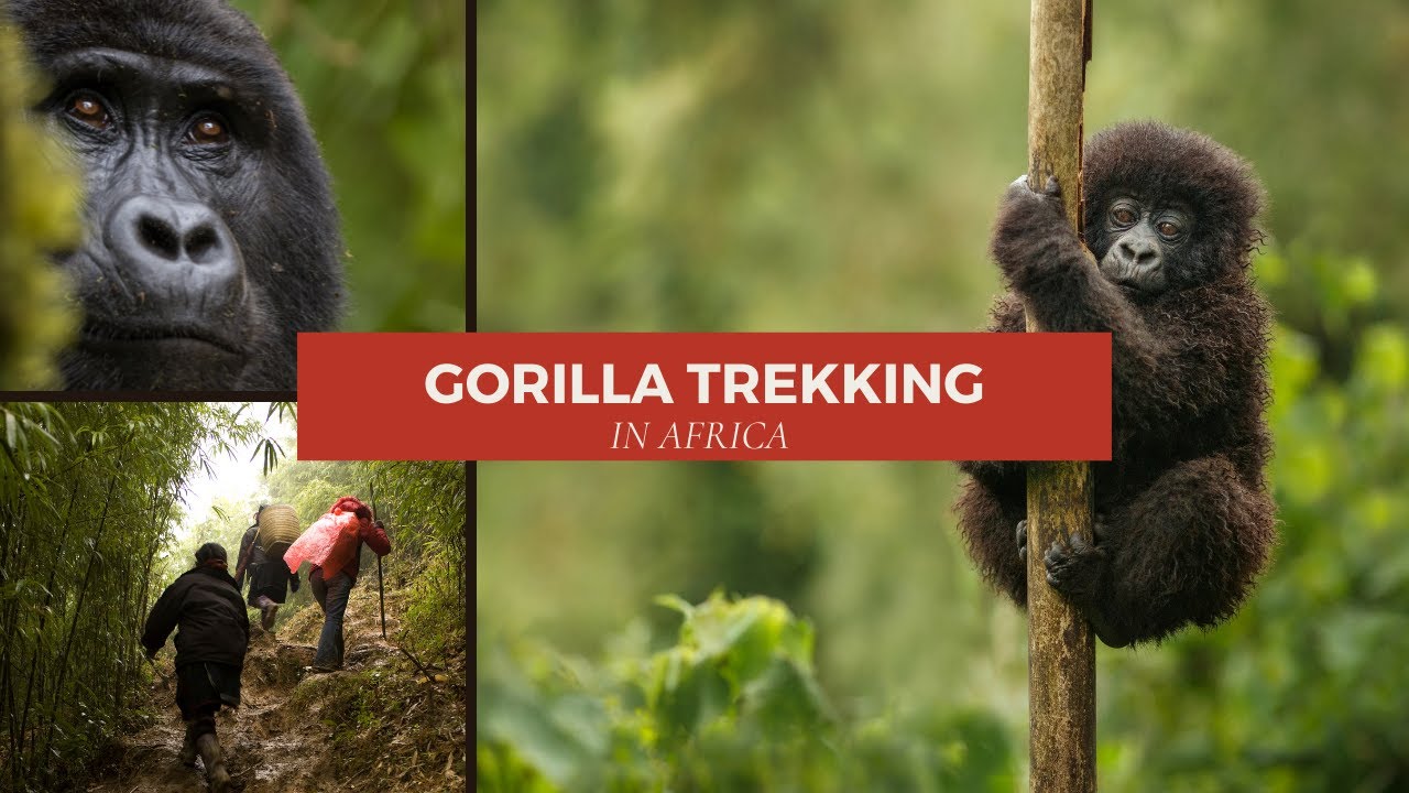 Mountain Gorilla Trekking