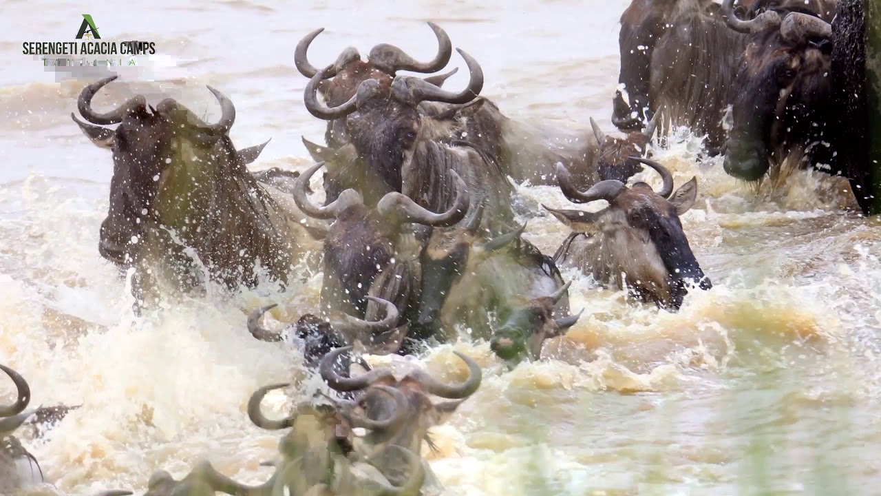 Latest #HerdTracker update: Great Wildebeest Migration from Acacia Migration Camp