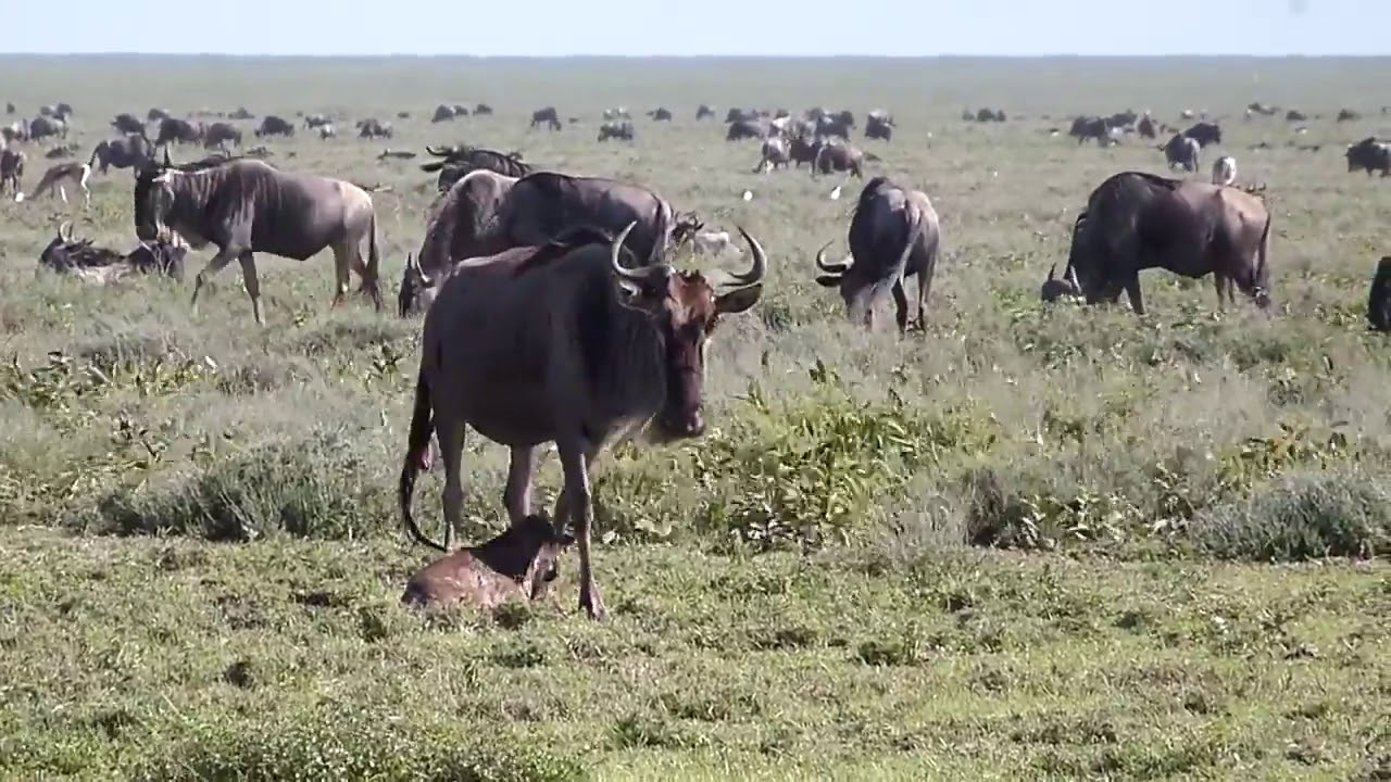 Thousands of wildebeest and zebra being born every day