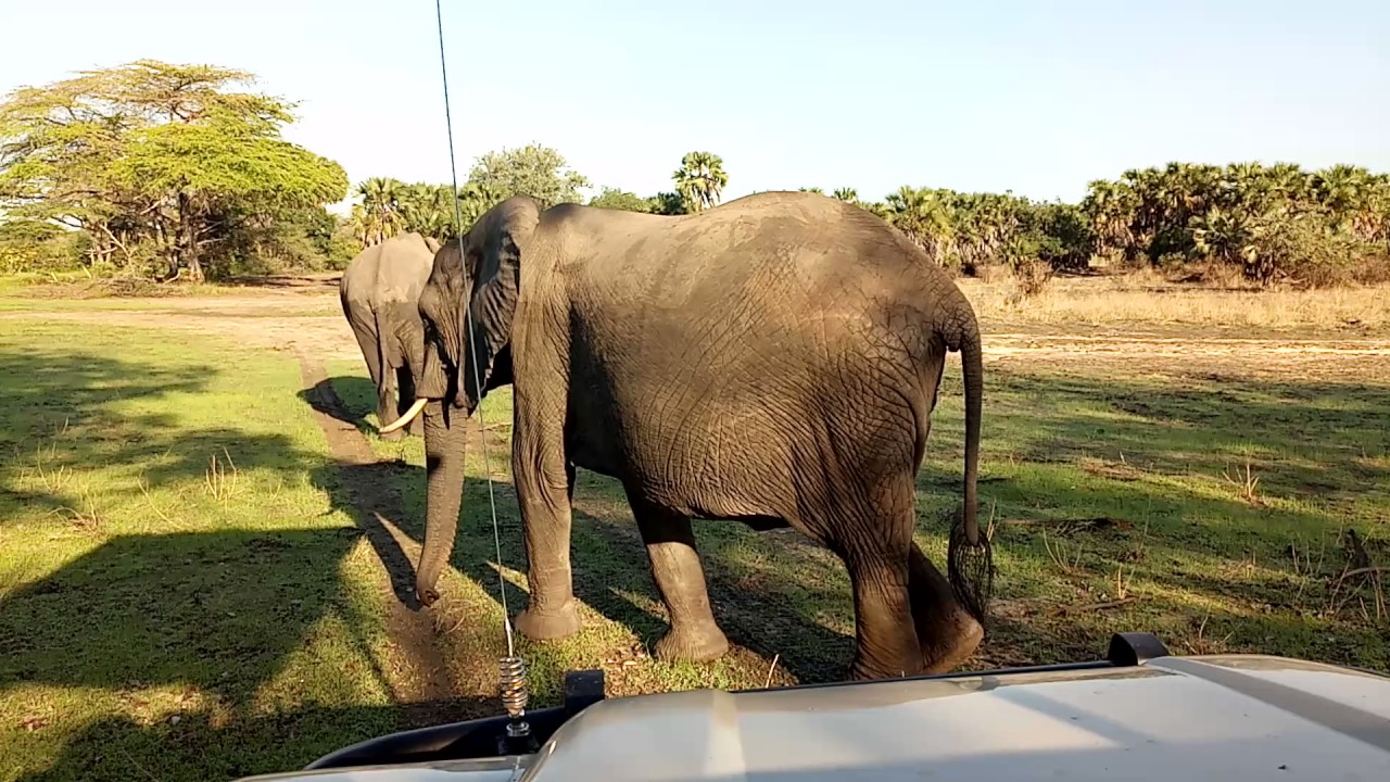Essential Destinations - Lake Manze - Elephants close up by Kalisti Paul Guide