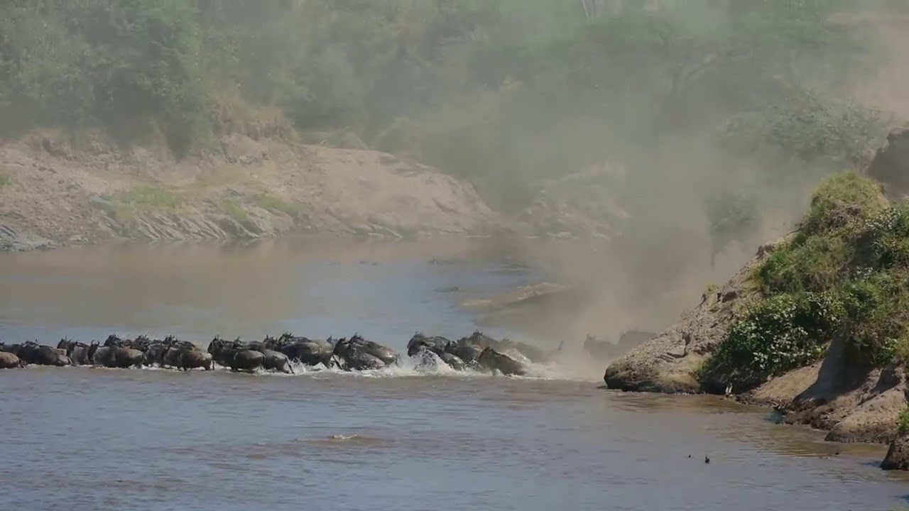 The migration in the Masai Mara is not over yet!