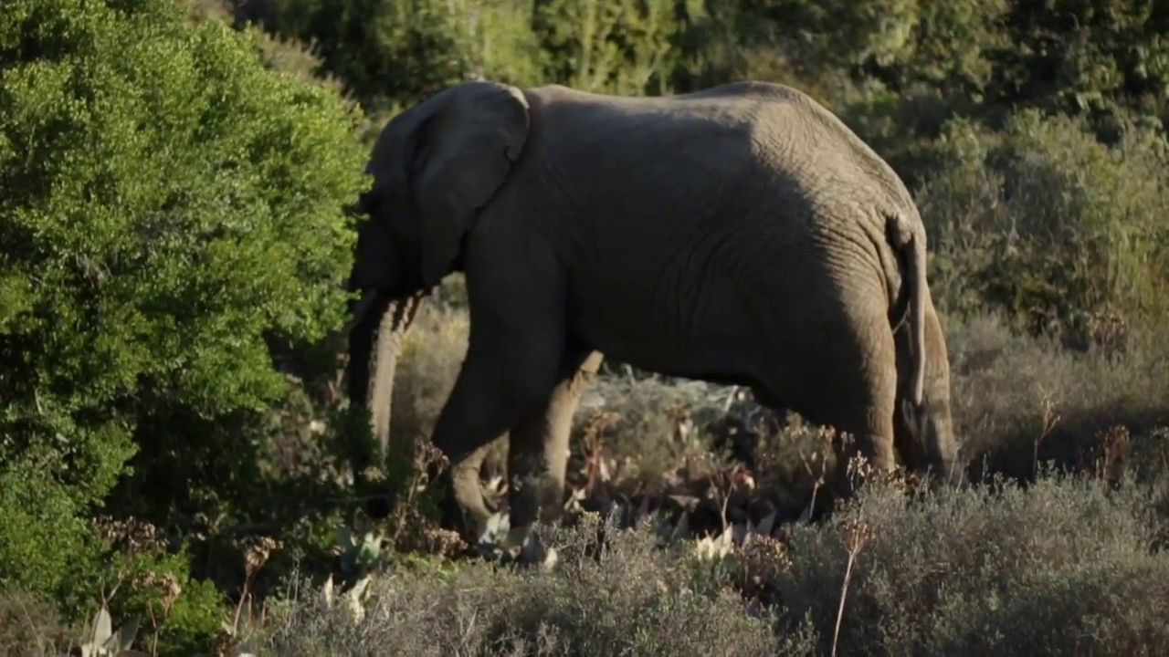A Day At Bukela Game Lodge, Amakhala Game Reserve