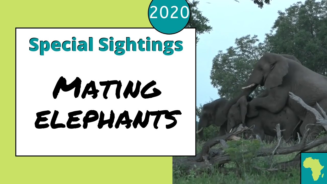 Elephants Mating - Bull in musth finds a mate amongst a breeding herd