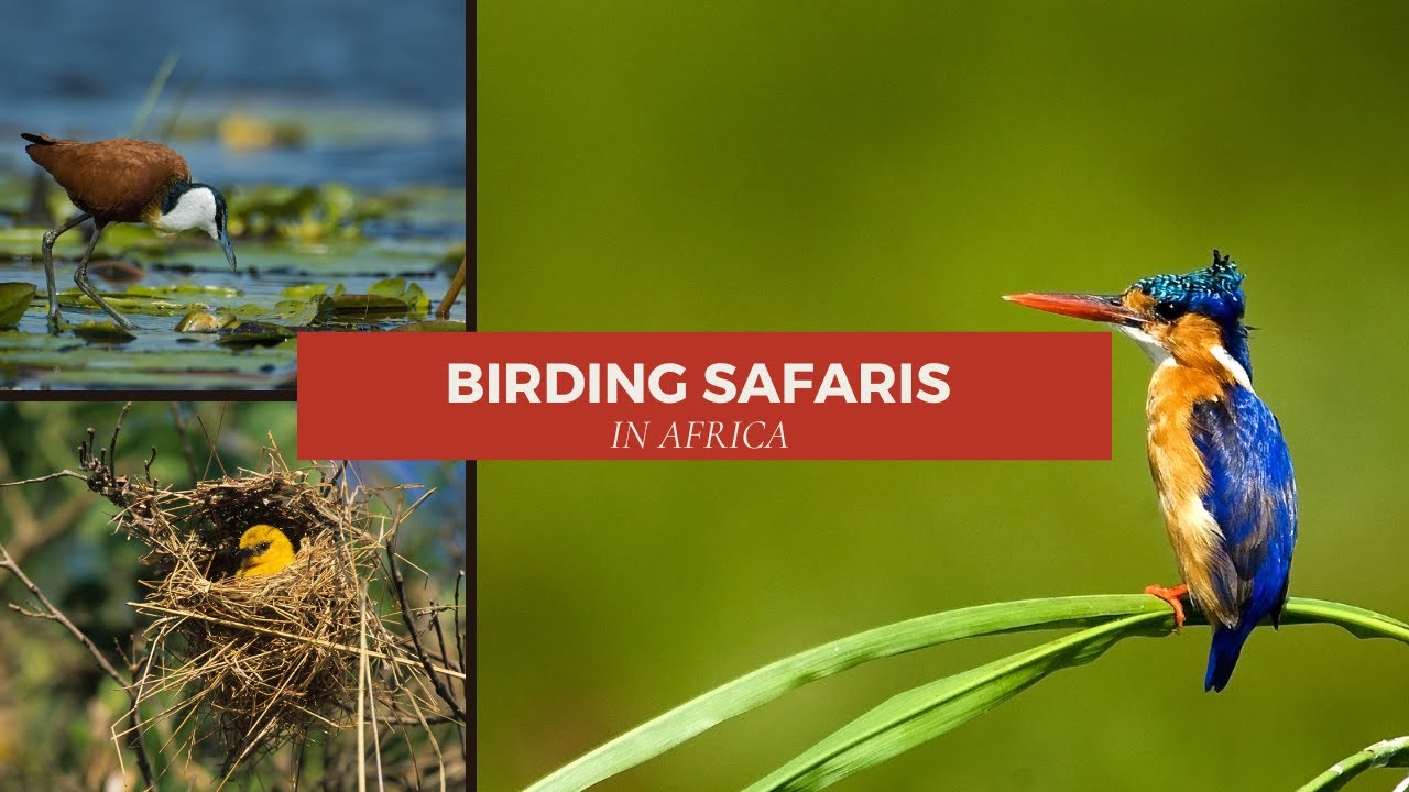 Birding through Uganda