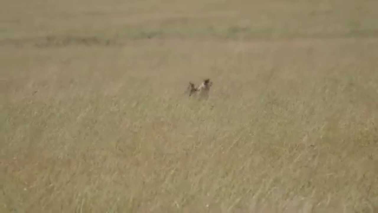 Cheetah hunts down wildebeest - Luigi Stella