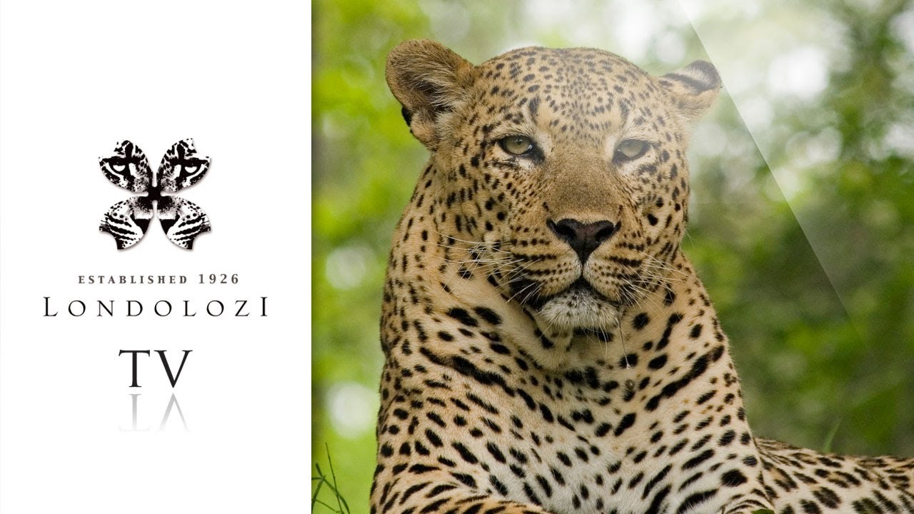 The Leopards of Londolozi Game Reserve