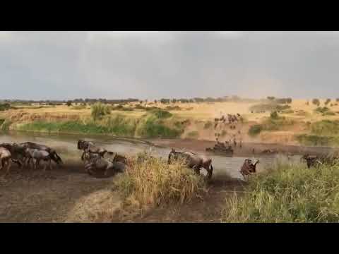 Thundering crossing over the Mara river at no 3!