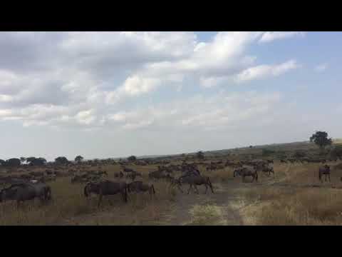 Wildebeest migration at Makutano, close to the Mara River