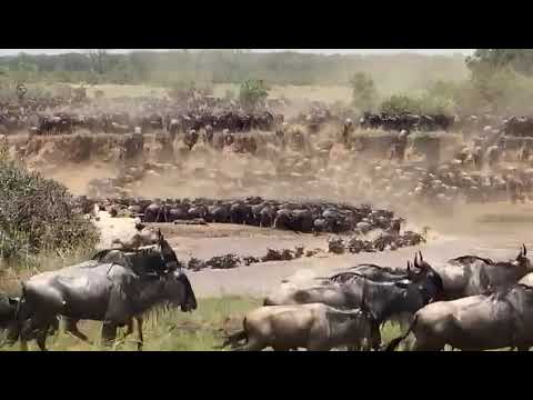 Megaherd crosses the Mara river at no 7!