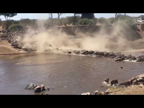 The migration movement continues at point number 4 in the Mara River