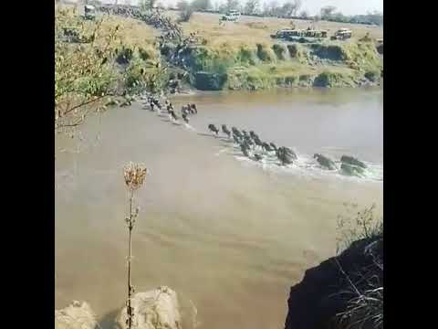Wildebeest crossing the Mara River on the Serengeti side