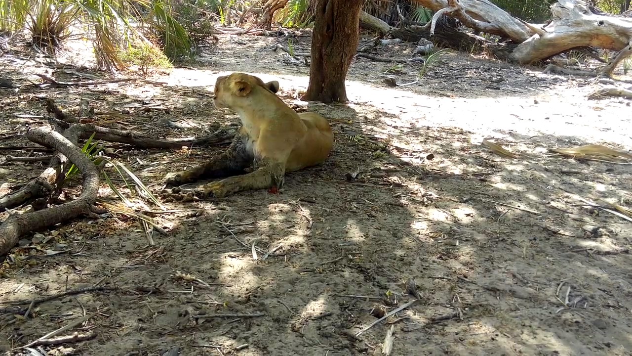 Essential Destinations - Lake Manze - Lioness calling by guide Zacharia Mligo
