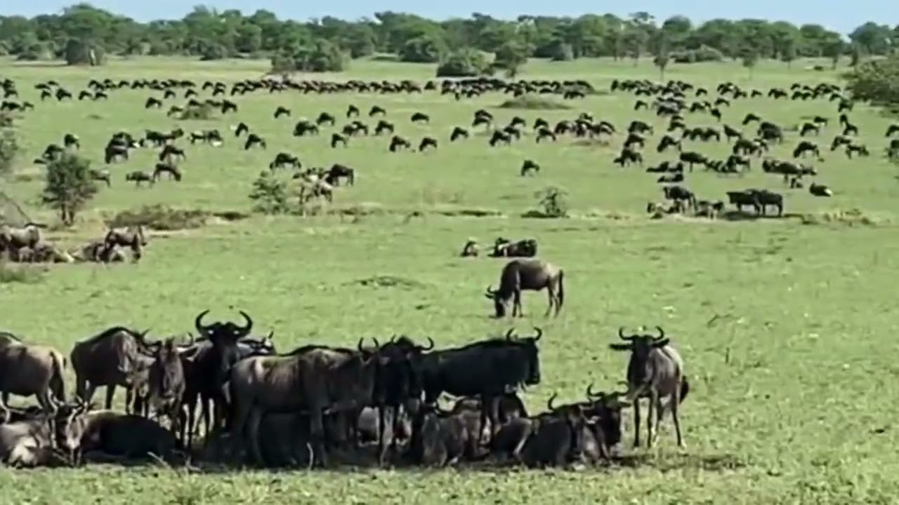Herd spotted grazing in the central Serengeti