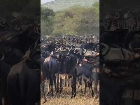 Wildebeest herd spotted near Kirawira Hill in Serengeti National Park