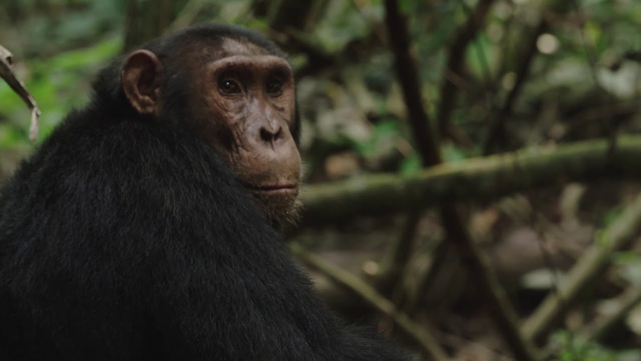 Volcanoes Safaris Kyambura Gorge Lodge 2019