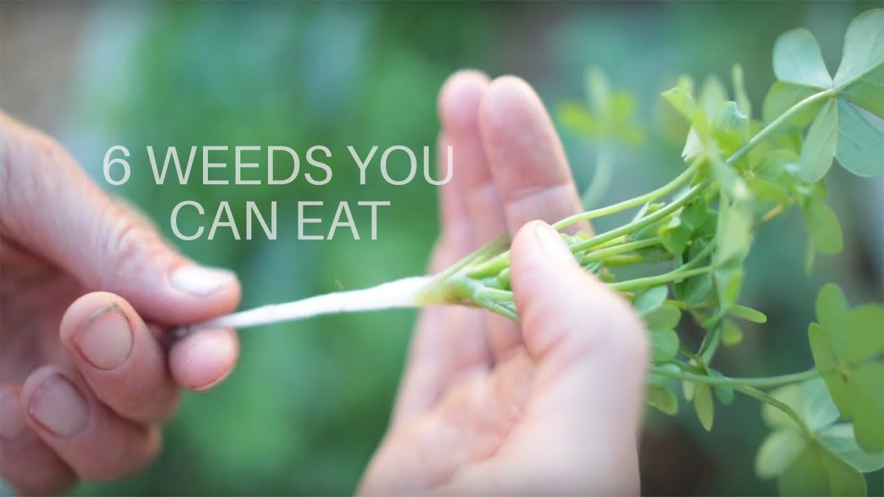 6 Weeds You Can Eat